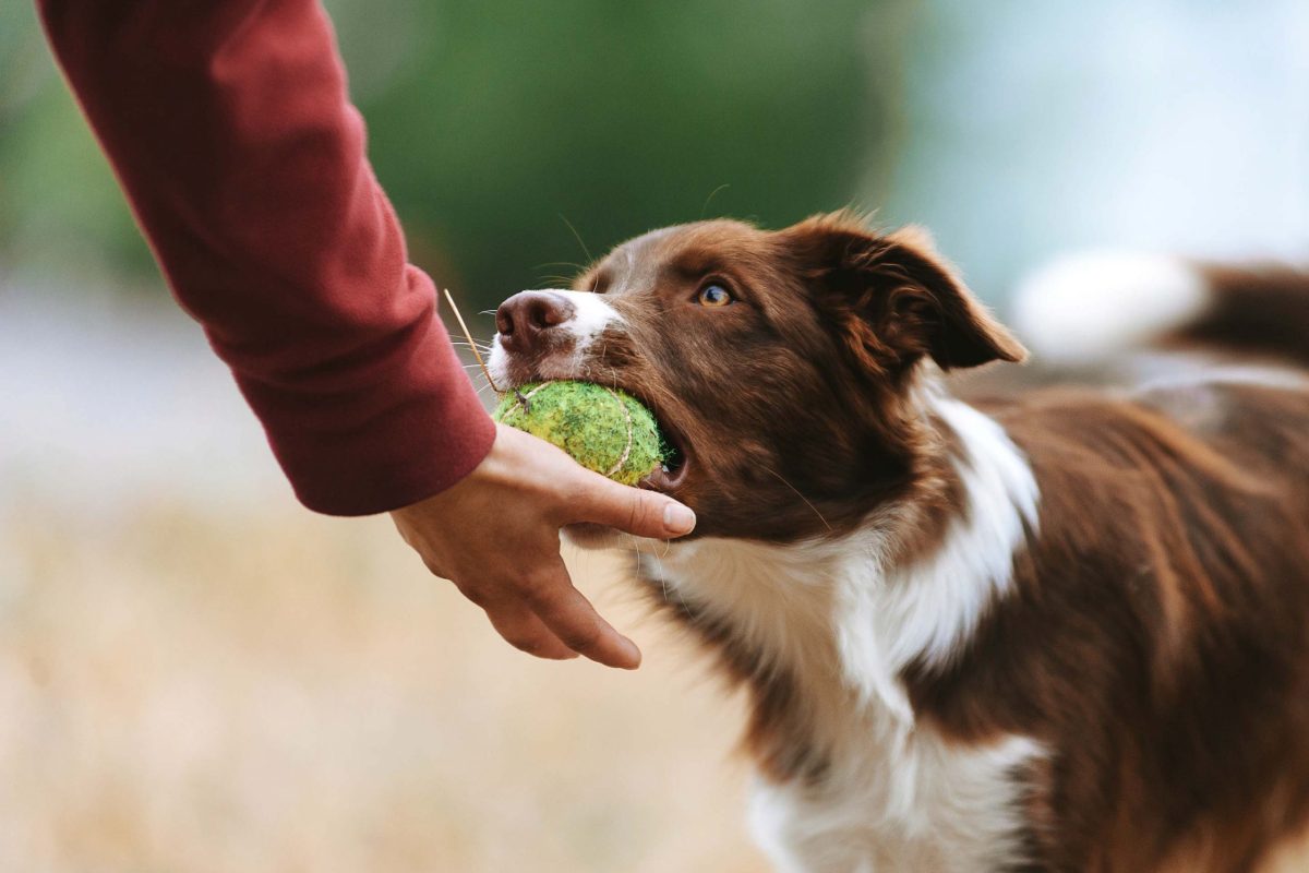 Köpekler İçin 10 Pratik Eğitim Tavsiyesi