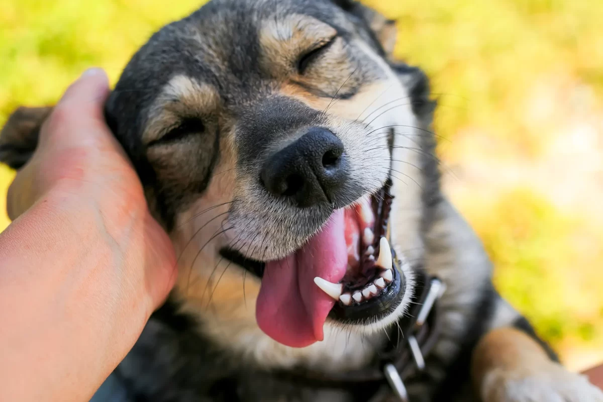 Köpeklerde Diş Bakımı: Sağlıklı Bir Gülümseme İçin İpuçları