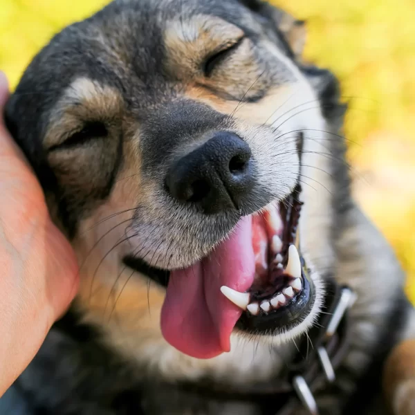 Köpeklerde Diş Bakımı: Sağlıklı Bir Gülümseme İçin İpuçları