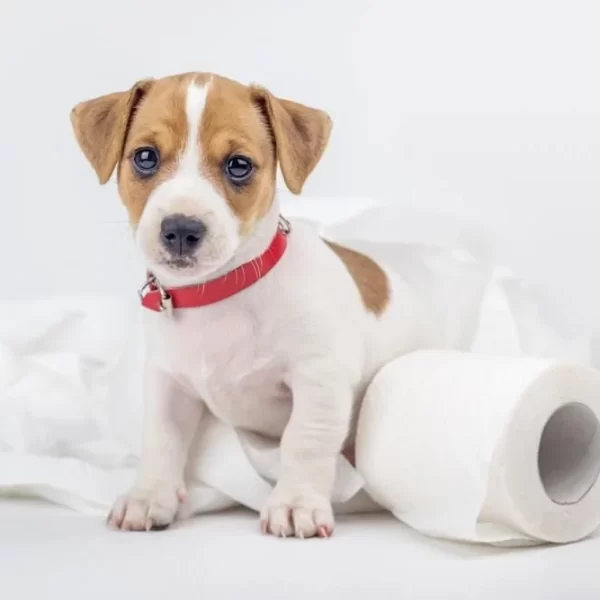 Köpeklerde Tuvalet Eğitimi: Temiz ve Düzenli Bir Yaşam İçin İpuçları