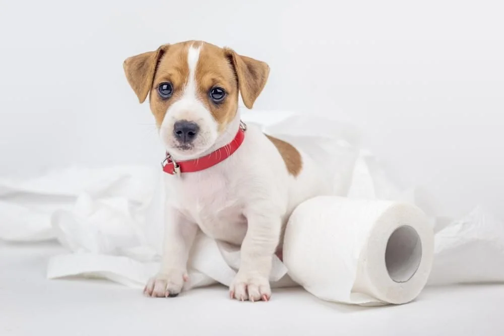 Köpeklerde Tuvalet Eğitimi: Temiz ve Düzenli Bir Yaşam İçin İpuçları